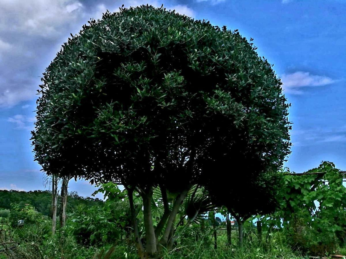 Villa Etna Masi' Milo Luaran gambar